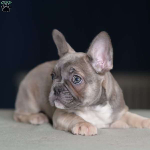 Piper, French Bulldog Puppy